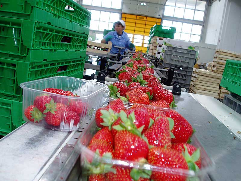 Reparto GDO Grande Distribuzione Organizzata